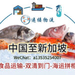 如何确保冷冻品在运输到新加坡的过程中保持最佳状态？海运冷链物流