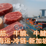 中国冷冻食品牛筋、牛腩、牛腱子海运-冷链-新加坡